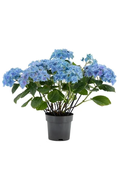 Mavi Ortanca Fidanı Fidesi Hydrangea Macrophylla 10-20 cm ürün görseli 1