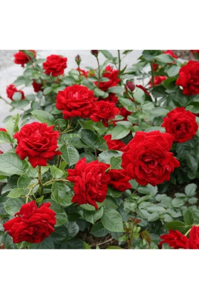 Gül Fidanı 10-20 cm - Resim 2