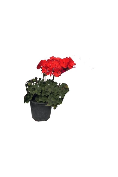 Sardunya Çiçeği Fidanı Kırmızı 10-20 cm ürün görseli 1