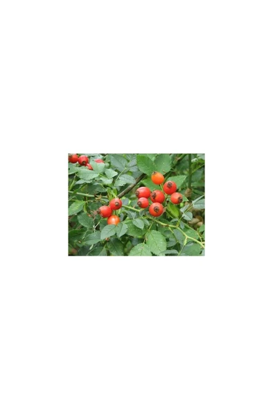 Kuşburnu Fidanı 10-20 cm ürün görseli 1