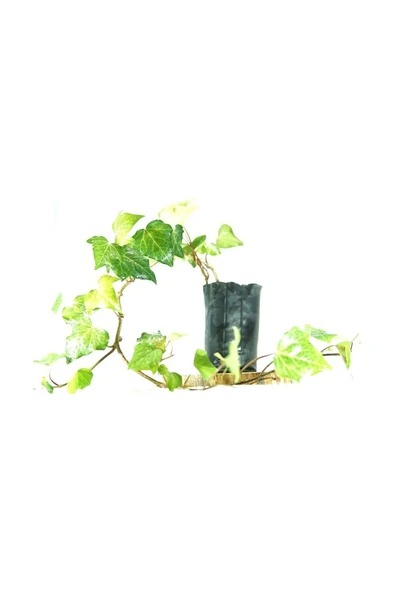 Kaya Sarmaşığı Fidanı Yeşil 10-20 cm ürün görseli 1