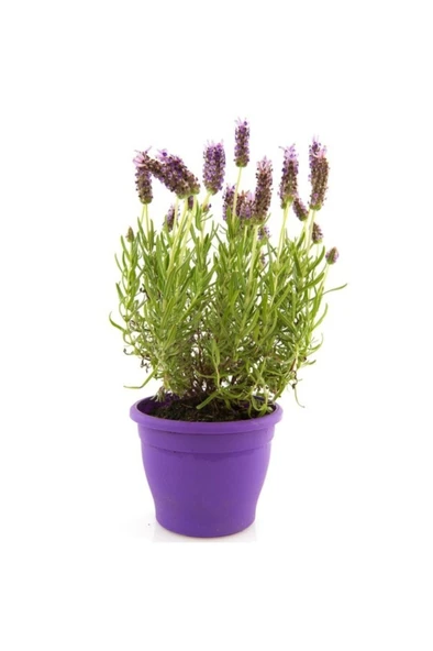 Saksıda Lavanta Çiçeği Fidanı 10-20 cm ürün görseli 1