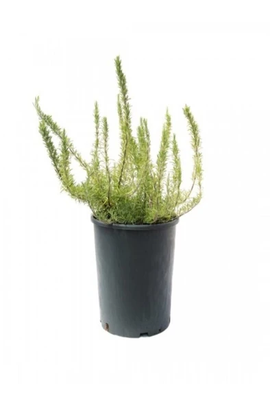 Rosmarinus Officinalis - Yayılıcı Biberiye Fidanı 10-20 cm ürün görseli 1