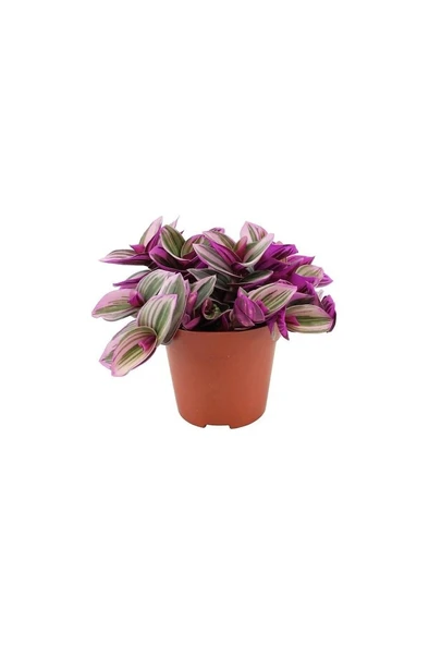 Pembe Telgraf Çiçeği Tradescantia Nanouk 10-20 cm ürün görseli 1