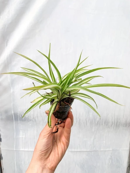 Formlu Kurdele Kordela Çiçeği Fidanı 10-20 cm ürün görseli 1