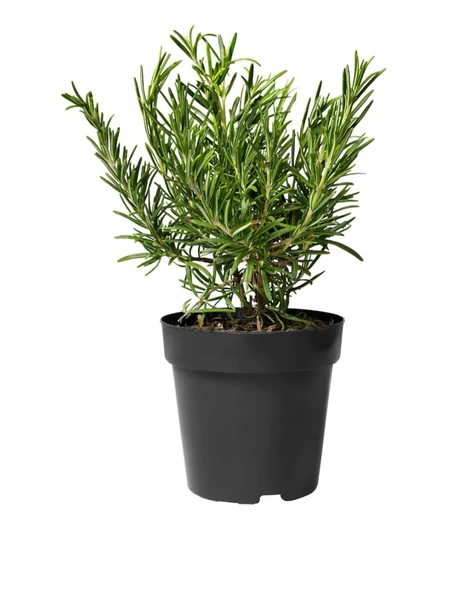 Biberiye ( Rosmarinus Officinalis ) Fidanı 10-20 cm ürün görseli 1