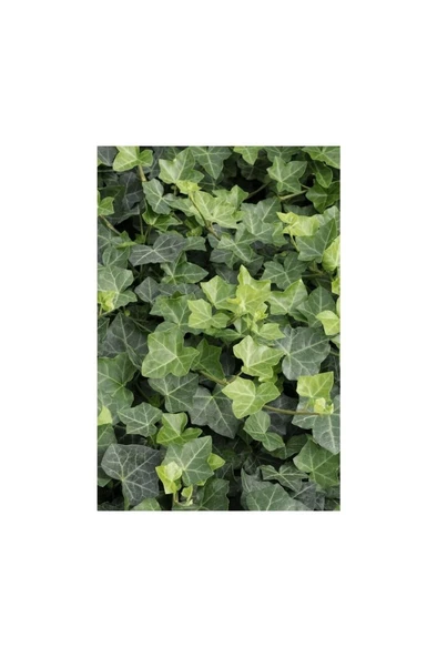 Duvar Sarmaşığı ( Hedera Helix ) Kaya Sarmaşığı Fidanı 10-20 cm ürün görseli 1