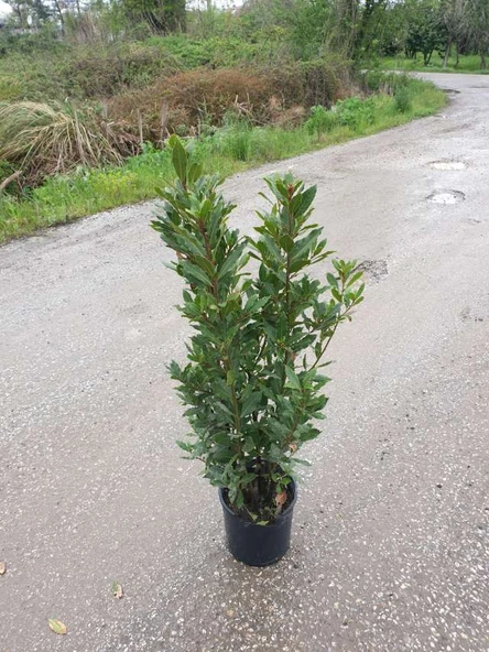Laurus Nobilis Defne Fidanı 20-30 cm ürün görseli 1
