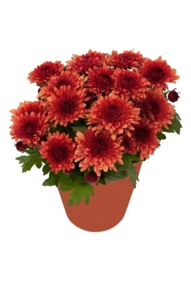 Kiremit Kırmızı Kasımpatı Çiçeği Fidanı 10-20 cm ürün görseli 1