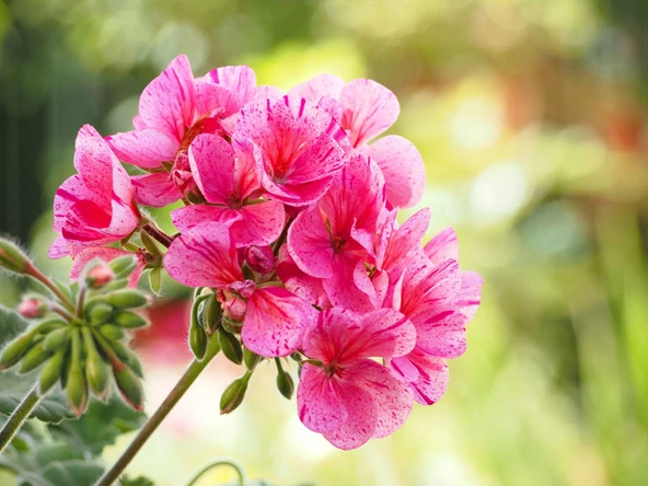 Pink Pembe Sardunya Çiçeği Fidesi 10-20 cm ürün görseli 1