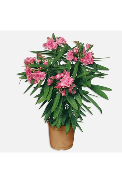 Zakkum Fidanı 30-60 cm ürün görseli 1