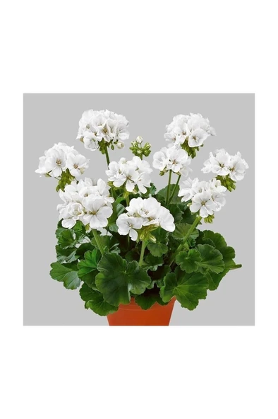 Canlı Saksılı Sardunya Çiçeği Fidanı-Beyaz 10-20 cm ürün görseli 1