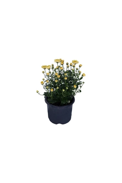 Kasımpatı  (Chrysanthemum) Sarı Renk Krizentem Çiçeği 10-20 cm ürün görseli 1