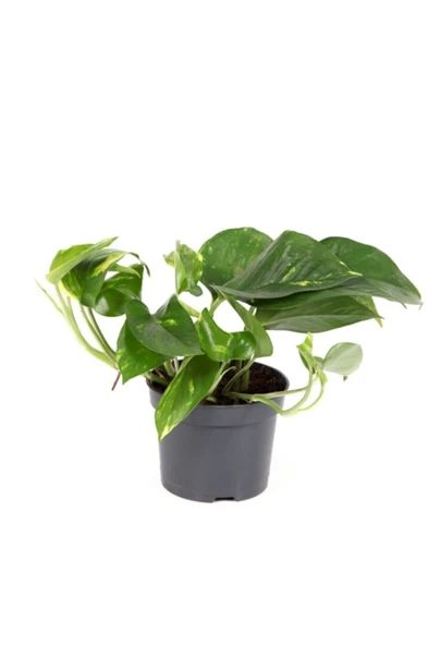 Patos Pothos Sarmaşığı Ev Salon Ve Ofis Sarmaşığı Fidanı 10-20 cm ürün görseli 1