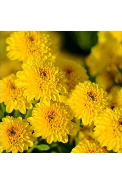 Kasımpatı Saksı’da (Chrysanthemum) Sarı Renk ürün görseli 1
