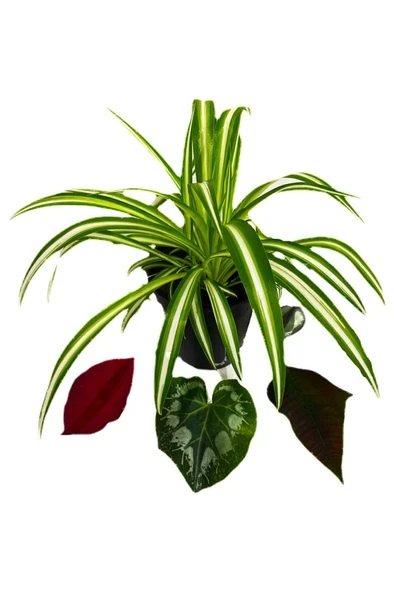 Kurdele Çiçeği Fidanı Chlorophytum Comosum 10-20 cm ürün görseli 1