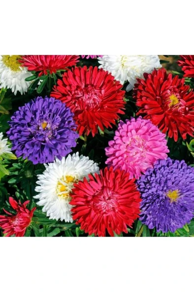 Kasımpatı Fidanı Karışık Renk 2'li Set 10 - 20 cm ürün görseli 1