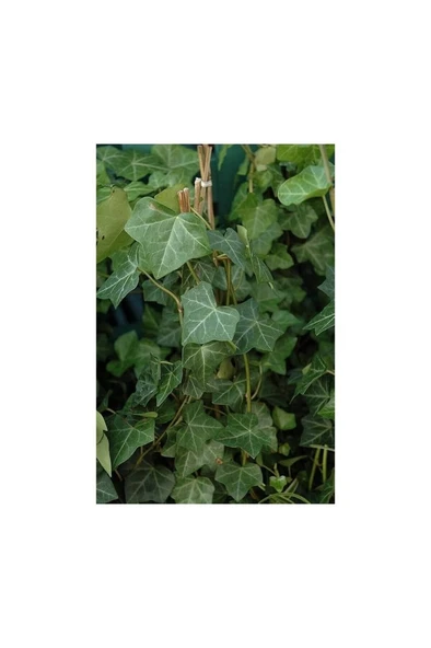 Orman Sarmaşığı Fidanı 10-20 cm ürün görseli 1