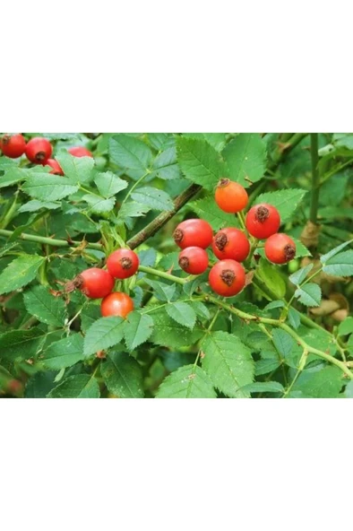 Kuşburnu Fidanı Fidesi 10-20 cm ürün görseli 1
