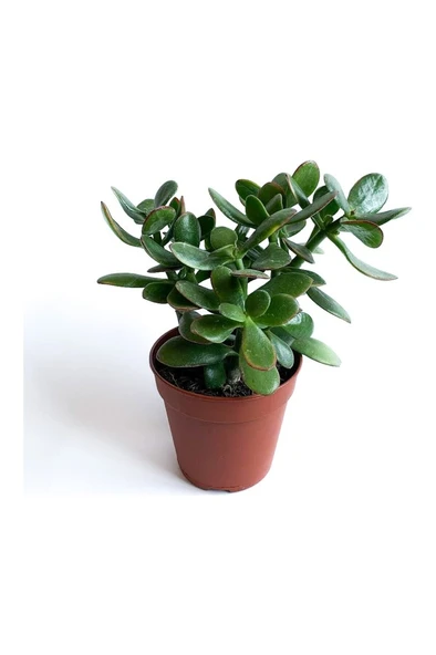 Crassula Ovata - Para Çiçeği Fidanı 10-20 cm ürün görseli 1
