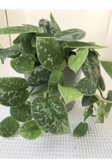 Scindapsus Pictus / Saten Potos Sarmaşığı 10-20 cm ürün görseli 1