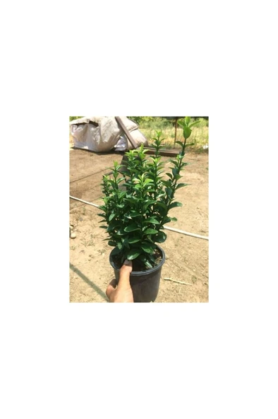 Yeşil Taflan Fidanı - Euonymus Japonıcus 10-20 cm ürün görseli 1