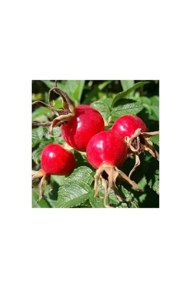 Dikensiz Kuşburnu Fidanı 10-20 cm ürün görseli 1