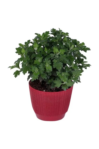 Kasımpatı Saksı’da (Chrysanthemum) Sarı Renk - Resim 2