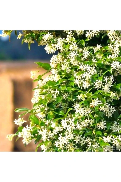 Arap Yasemini Sarmaşığı Fidanı Rhyncospermum Jasminoides 20-30 Cm ürün görseli 1