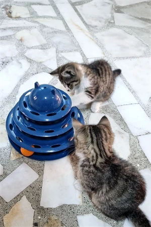 3 Katlı 3 Toplu Kedi Oyuncağı ürün görseli 1