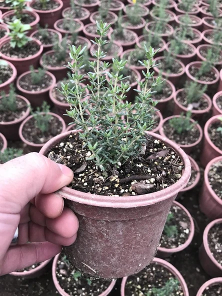 Dağ Bahçe Kekiği Fidanı 10-20 Cm 5 Adet Thymus Vulgaris ürün görseli 1