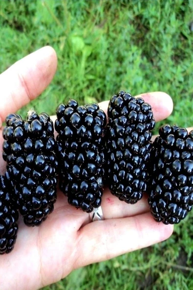 Büyük Meyveli Jumbo Böğürtlen Fidanı 10-20 cm ürün görseli 1