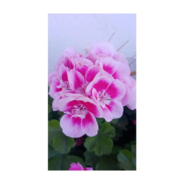 Ultra Pembe Beyaz Sardunya Çiçeği Fidesi 10-20 cm ürün görseli 1