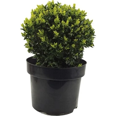 Şimşir Fidanı 20-40 Cm( Buxus Japonica Rococo ) ürün görseli 1