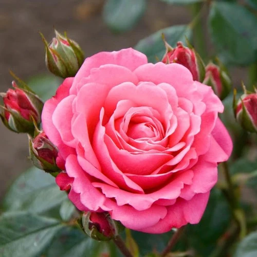 Pembe Gül Fidanı Fidesi 10-20 cm ürün görseli 1