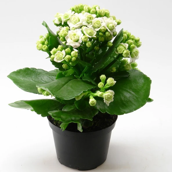 Kalanchoe Kalanşo Fidanı Beyaz 10-20 Cm ürün görseli 1