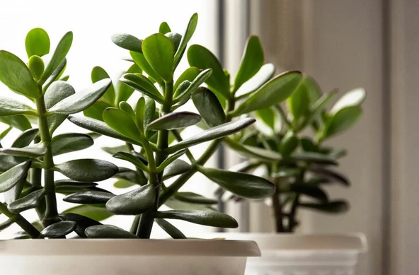 Ovata Şans Para Çiçeği Bitkisi 10-20 cm ürün görseli 1