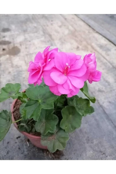 Shocking Pembe Sardunya Çiçeği Fidesi 10-20 cm ürün görseli 1