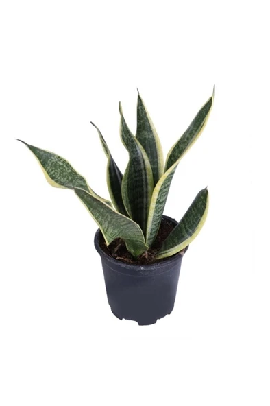 Paşa Kılıcı, Saksıda, Peygamber Kılıcı, Paşa Kılıcı Sansevieria 30-40 cm ürün görseli 1