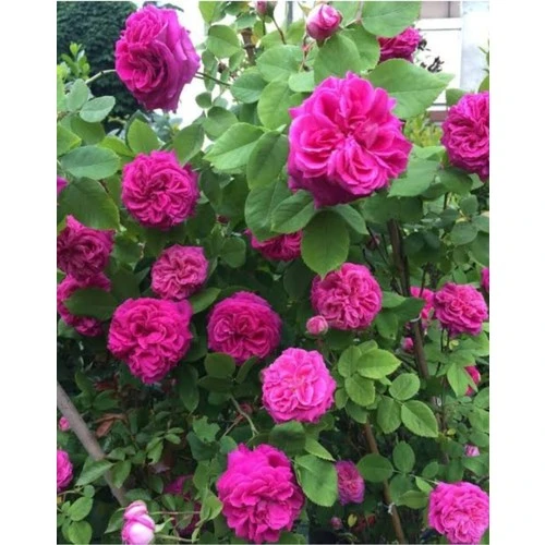 Reçellik Pembe Kokulu Gerçek Isparta Gülü Fidanı 10-20 cm ürün görseli 1