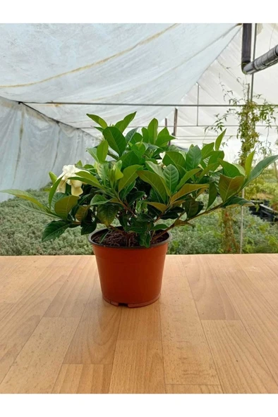 Gardenya Çiçeği Gardenia Jasminoides Fidanı 10-20 cm ürün görseli 1