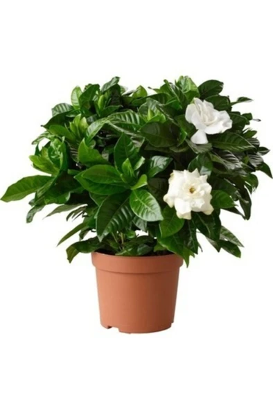 Gardenya Çiçeği Fidanı 10-20 cm ürün görseli 1