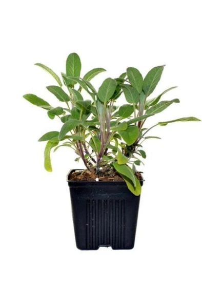 Adaçayı Şalba Fidanı 10-20 Cm Salvia Officinalis ürün görseli 1