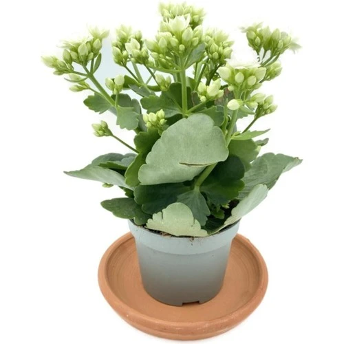 Kalanchoe Fidanı (Kalanşo) Beyaz 10-20 cm ürün görseli 1
