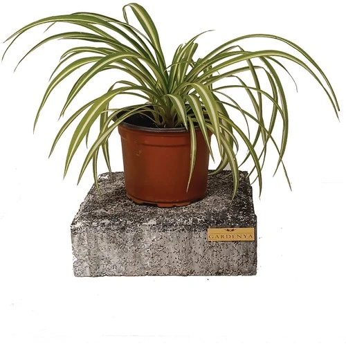 Kurdele Çiçeği Variegatum Chlorophytum Comosum 10-20 cm - Resim 3