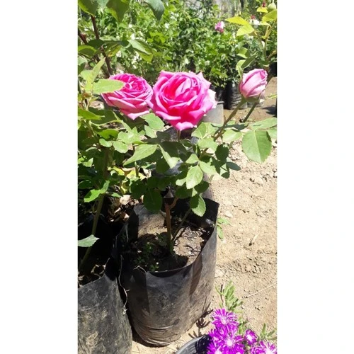 Saksılı Reçellik Kokulu Gerçek Isparta Gülü Fidanı 10-20 cm ürün görseli 1