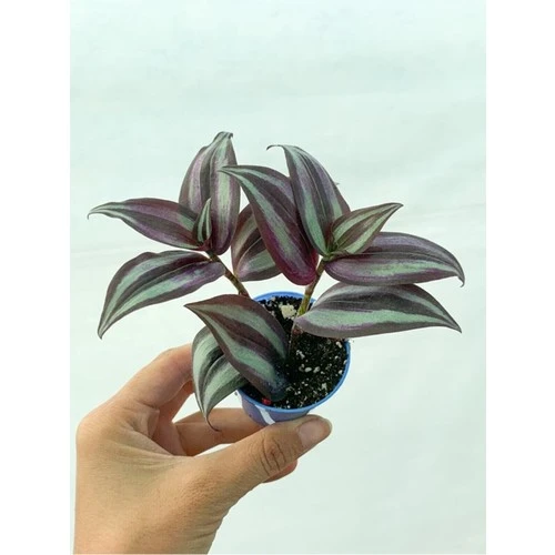 Çizgili Bordo Telgraf Çiçeği Fidanı 10-20 cm ürün görseli 1