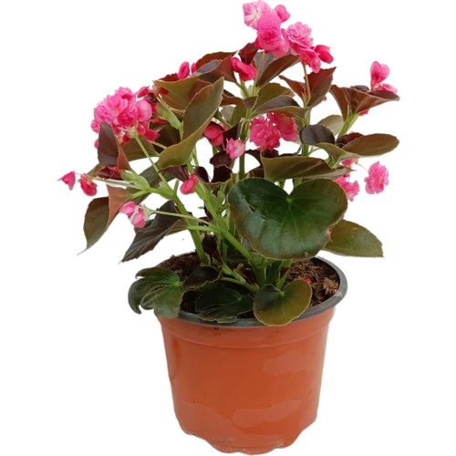 Begonia (Begonya Çiçeği) Pembe 10-20 cm ürün görseli 1