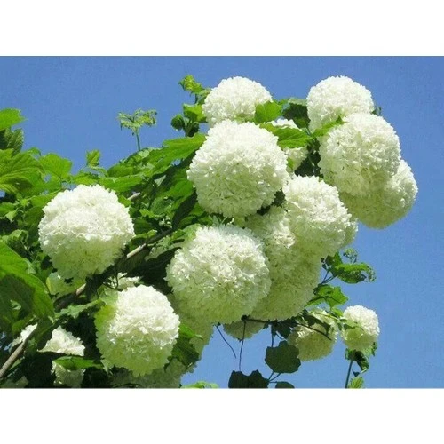 Kartopu Çiçeği Fidanı Fidesi 40-60 cm ürün görseli 1
