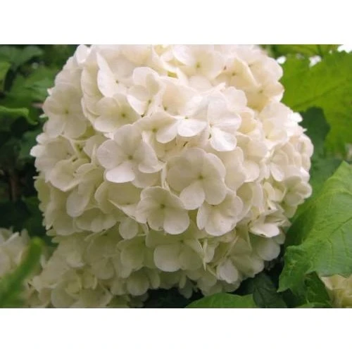 Kartopu Çiçeği Fidanı Beyaz 40-60 cm ürün görseli 1